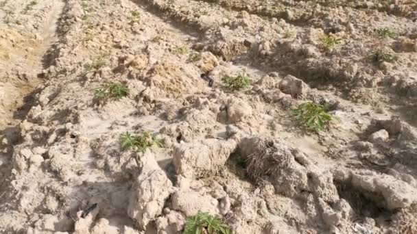 Escena Del Rodaje Plantación Tapioca Granja Agrícola — Vídeos de Stock