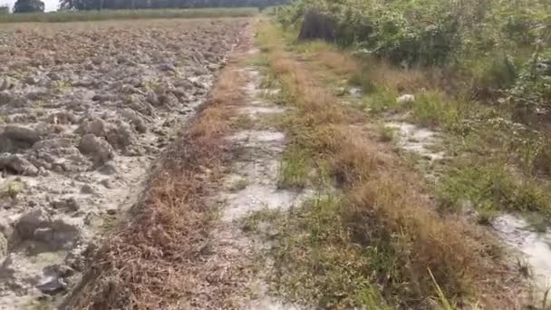 Cena Filmagem Plantio Tapioca Fazenda Agrícola — Vídeo de Stock