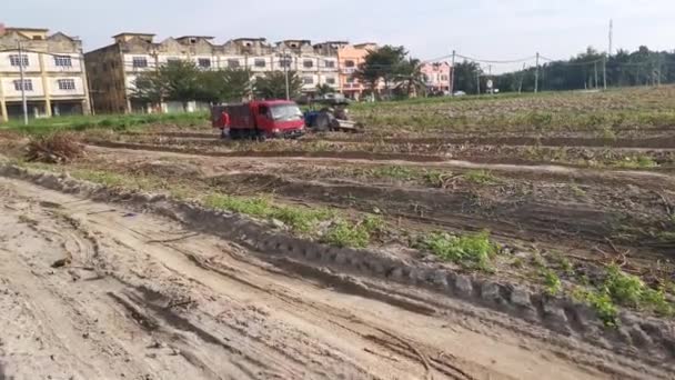 Perak Malaisie Octobre 2020 Scène Récolte Transport Tapioca Ferme Agricole — Video