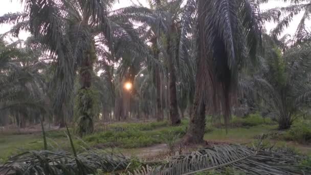 Filmaufnahmen Der Morgensonne Auf Der Palmöl Farm — Stockvideo