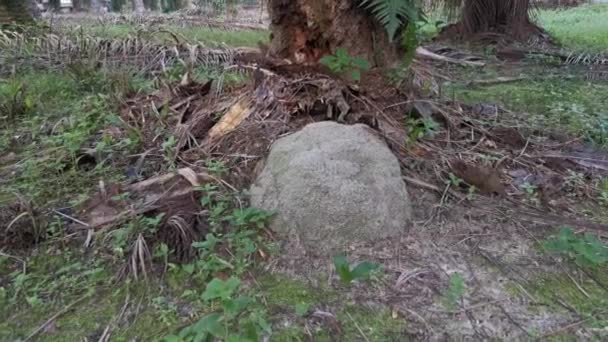 Cena Filmagem Térmita Monte Colina Chão — Vídeo de Stock