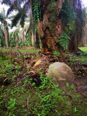 Vahşi doğadaki termit tepesi manzarası.