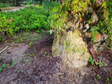 Vahşi doğadaki termit tepesi manzarası.