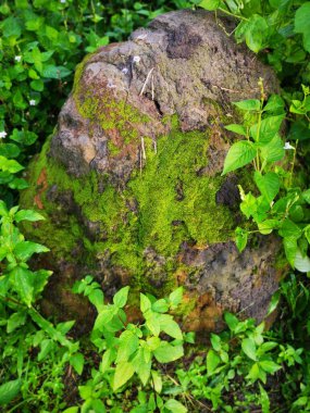 Vahşi doğadaki termit tepesi manzarası.