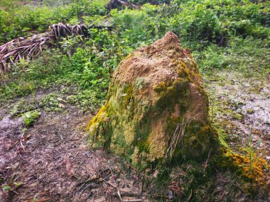 Vahşi doğadaki termit tepesi manzarası.