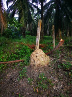 Vahşi doğadaki termit tepesi manzarası.