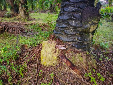 Vahşi doğadaki termit tepesi manzarası.