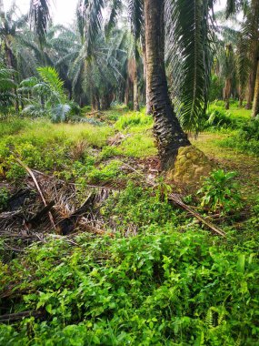 Vahşi doğadaki termit tepesi manzarası.