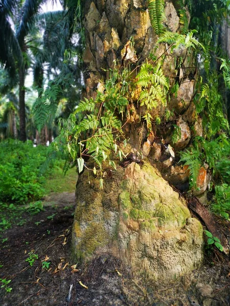 Cena Térmita Monte Monte Natureza — Fotografia de Stock