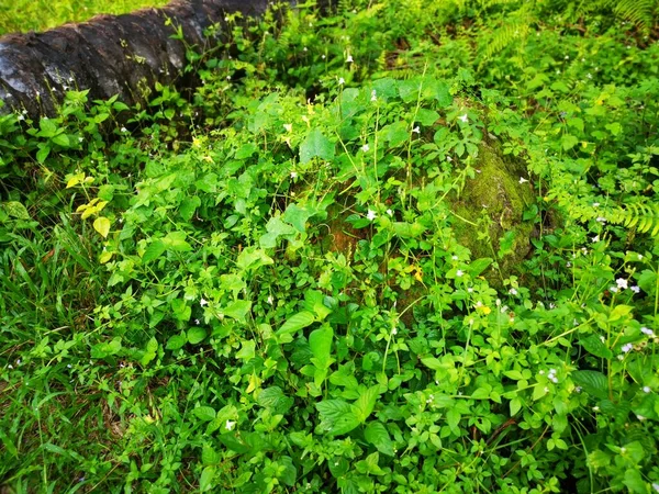 Adegan Dari Gundukan Bukit Rayap Alam Liar — Stok Foto