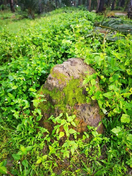 Cena Térmita Monte Monte Natureza — Fotografia de Stock