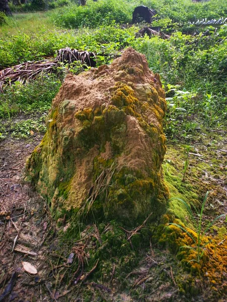 Scene Termite Mound Hill Wild — Stock Photo, Image