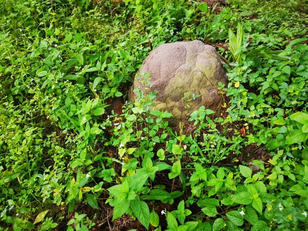 Cena Térmita Monte Monte Natureza — Fotografia de Stock