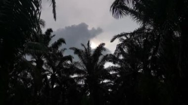 Kasvetli gökyüzüne karşı palmiye yapraklarının koyu renk siluetinin görüntüleri..