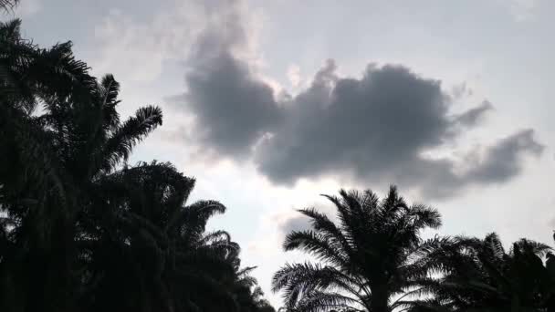 Záběry Pohledu Barevnou Ranní Oblohu Scény Země Nahoru — Stock video
