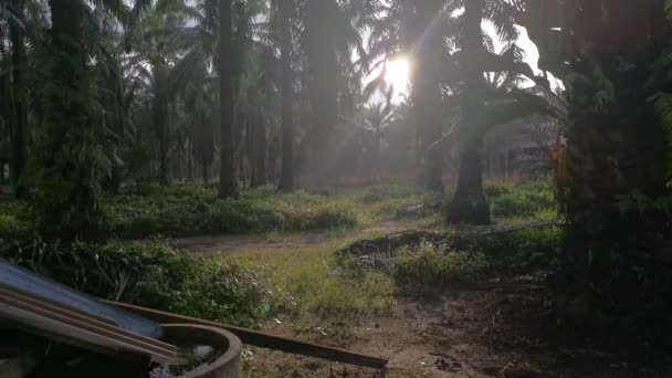 Rekaman Sinar Matahari Pagi Perkebunan Kelapa Sawit Pedesaan — Stok Video