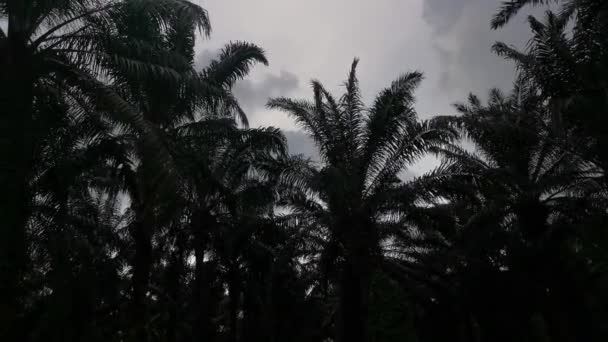棕榈叶在阴暗的天空中的黑暗的轮廓叶的片段 — 图库视频影像