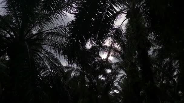 Aufnahmen Der Dunklen Silhouette Von Palmblättern Vor Dem Düsteren Himmel — Stockvideo