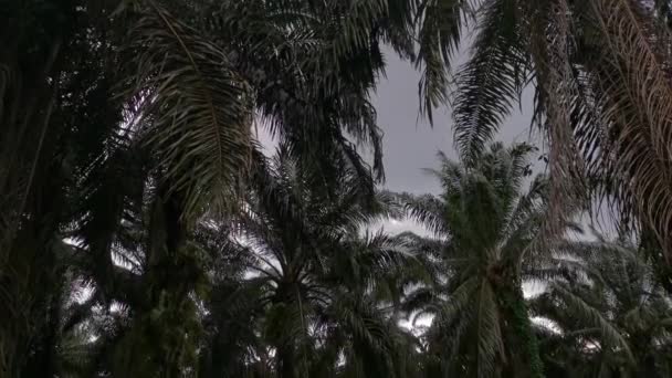 Aufnahmen Der Dunklen Silhouette Von Palmblättern Vor Dem Düsteren Himmel — Stockvideo