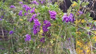 Mor duranta ereksiyon çiçek bitkisinin görüntüleri.