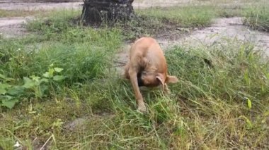 Çiftlikteki oynak sokak köpeğinin görüntüleri..