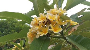 Güzel sarı Plumeria çiçeklerinin görüntüleri.
