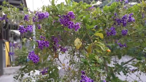 Mor Duranta Ereksiyon Çiçek Bitkisinin Görüntüleri — Stok video