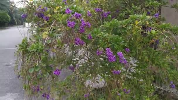 Imagens Planta Flor Ereta Duranta Roxo — Vídeo de Stock