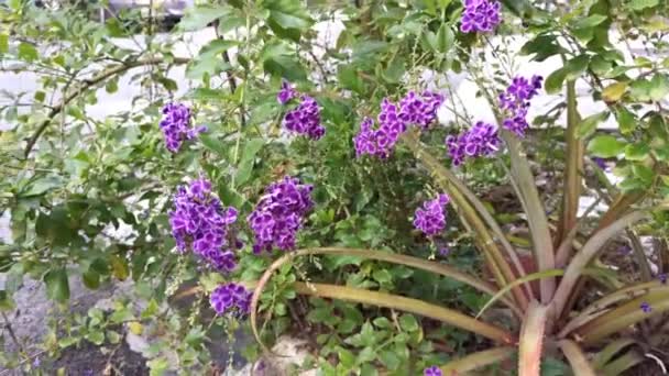 Footage Purple Duranta Erecta Flower Plant — Stock Video