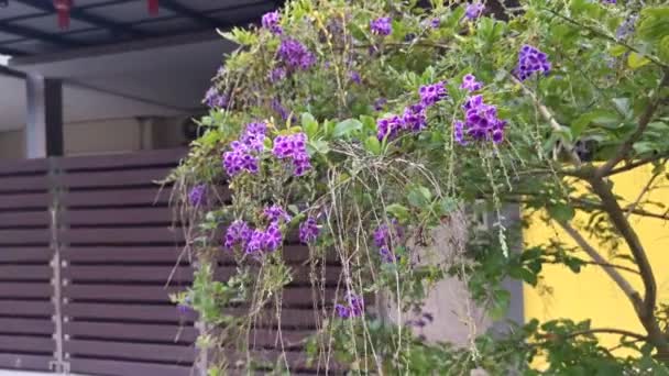 紫色杜兰塔直立花植物的片段 — 图库视频影像