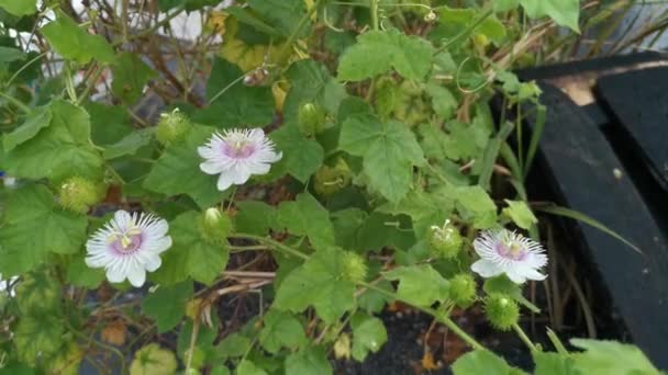 Imagens Passiflora Selvagem Foetida Flor Planta — Vídeo de Stock