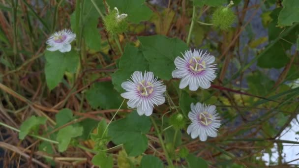 Vahşi Passiflora Foetida Çiçek Bitkisinin Görüntüleri — Stok video