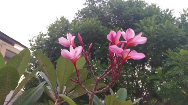 Bilder Vackra Rosa Plumeria Blommor — Stockvideo