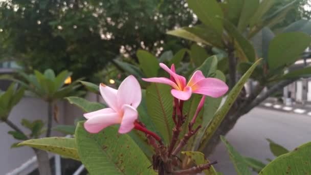 Imagens Das Belas Flores Plumeria Rosa — Vídeo de Stock