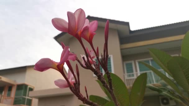 Imágenes Las Hermosas Flores Plumeria Rosa — Vídeos de Stock