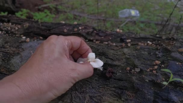 Filmato Spennamento Del Fungo Selvatico Bianco Forma Ventaglio — Video Stock