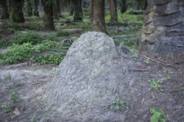 Vahşi doğadaki termit tepesi manzarası..