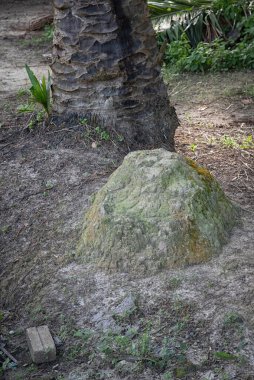 Vahşi doğadaki termit tepesi manzarası..