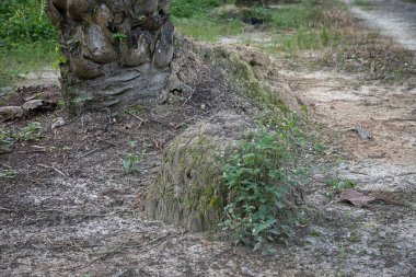 Vahşi doğadaki termit tepesi manzarası..