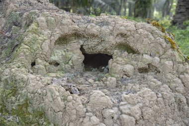 Vahşi doğadaki termit tepesi manzarası..