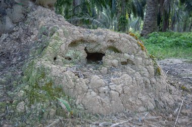 Vahşi doğadaki termit tepesi manzarası..