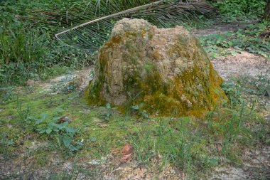 Vahşi doğadaki termit tepesi manzarası..