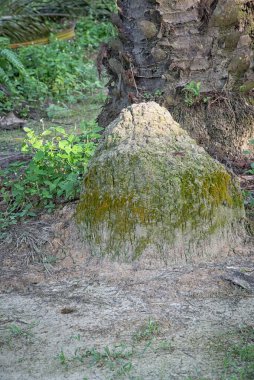 Vahşi doğadaki termit tepesi manzarası..