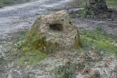 Vahşi doğadaki termit tepesi manzarası..