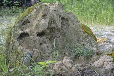 Vahşi doğadaki termit tepesi manzarası..