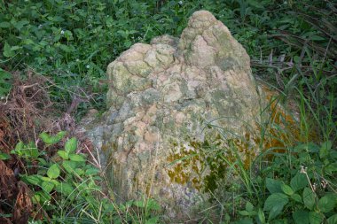 Vahşi doğadaki termit tepesi manzarası..