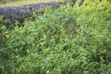 Vahşi doğadaki termit tepesi manzarası..