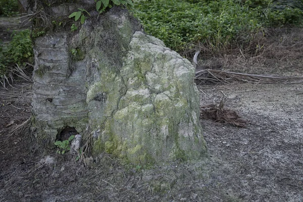 Сцена Термітового Пагорба Дикій Природі — стокове фото