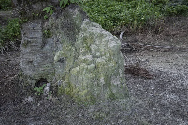 Scène Termitière Colline Dans Nature — Photo