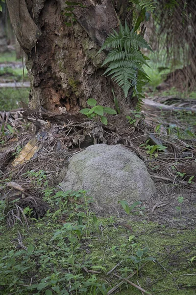 Szene Des Termitenhügels Freier Wildbahn — Stockfoto